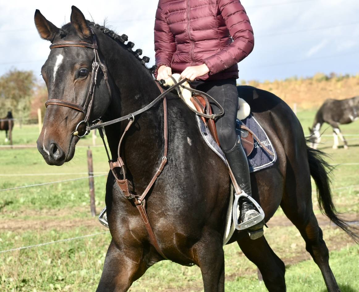 SUBLIME HONGRE DRESSAGE DE 6 ANS 