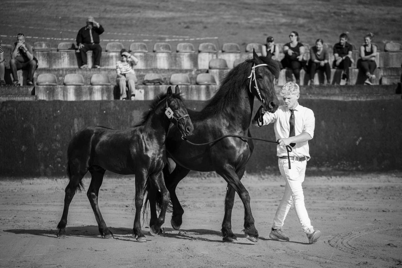 Magnifique poulain Frison pleins papiers