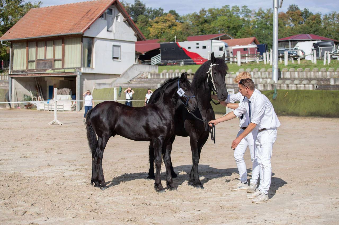 Magnifique poulain Frison pleins papiers