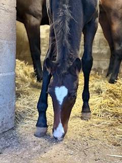 poulain PFS Angies Star D'oseanaX Harry angel 