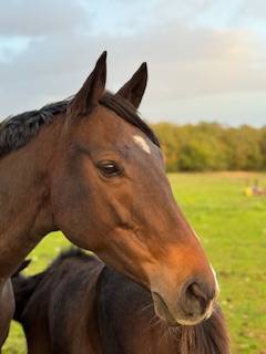poulain PFS Angies Star D'oseanaX Harry angel 