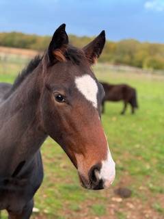 poulain PFS Angies Star D'oseanaX Harry angel 