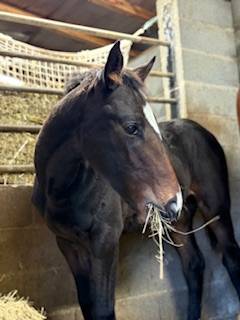 poulain PFS Angies Star D'oseanaX Harry angel 