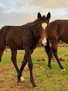 poulain PFS Angies Star D'oseanaX Harry angel 