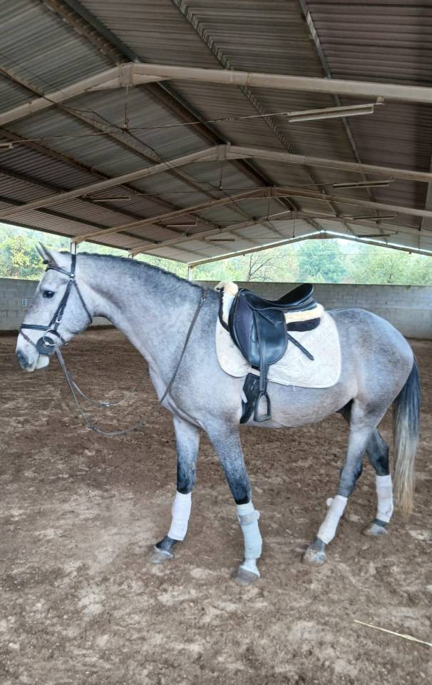 Jeune et prometteur Sputnik cherche vieux cavalier(e)