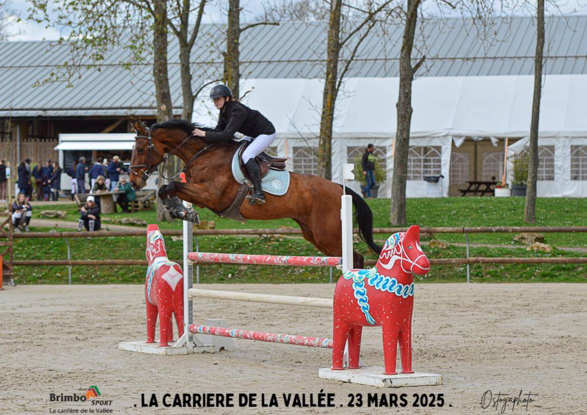 Jument Selle Français 10 ans CSO 125