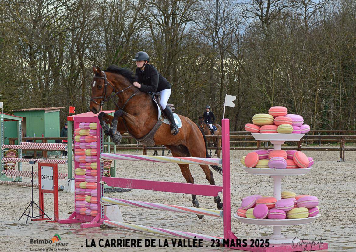 Jument Selle Français 10 ans CSO 125