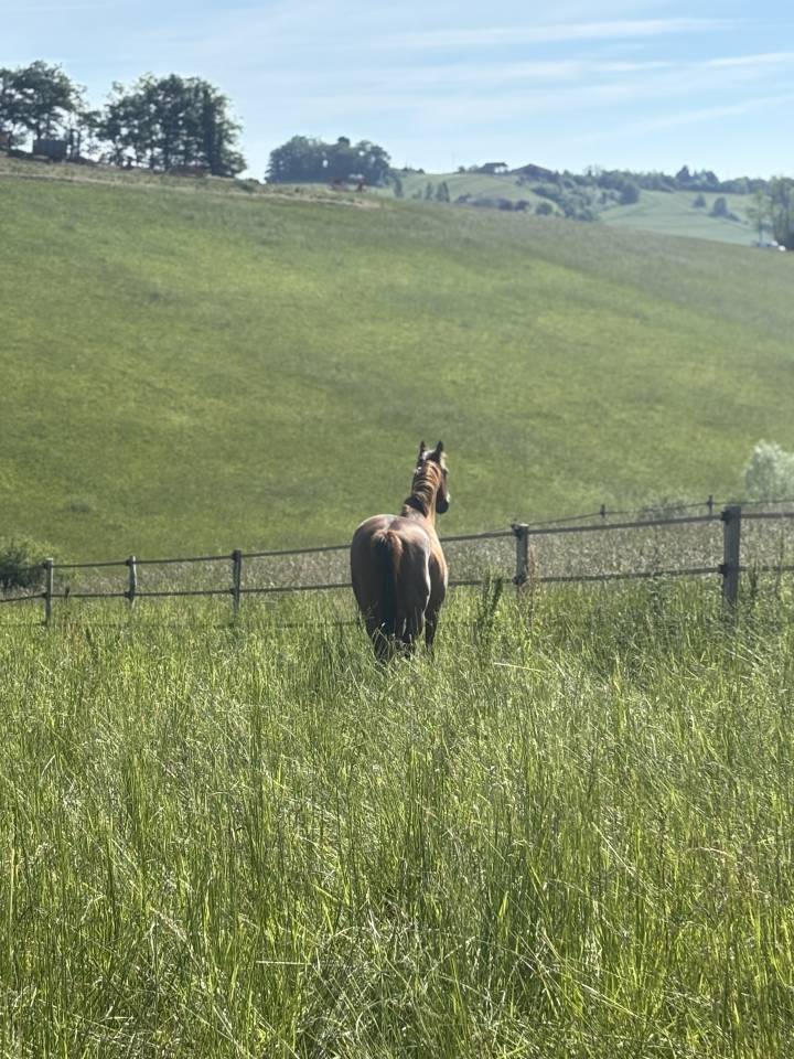 Pensions Bien-&Ecirc;tre &ndash; Haras de l&rsquo;Esperanza (31230 Cazac)