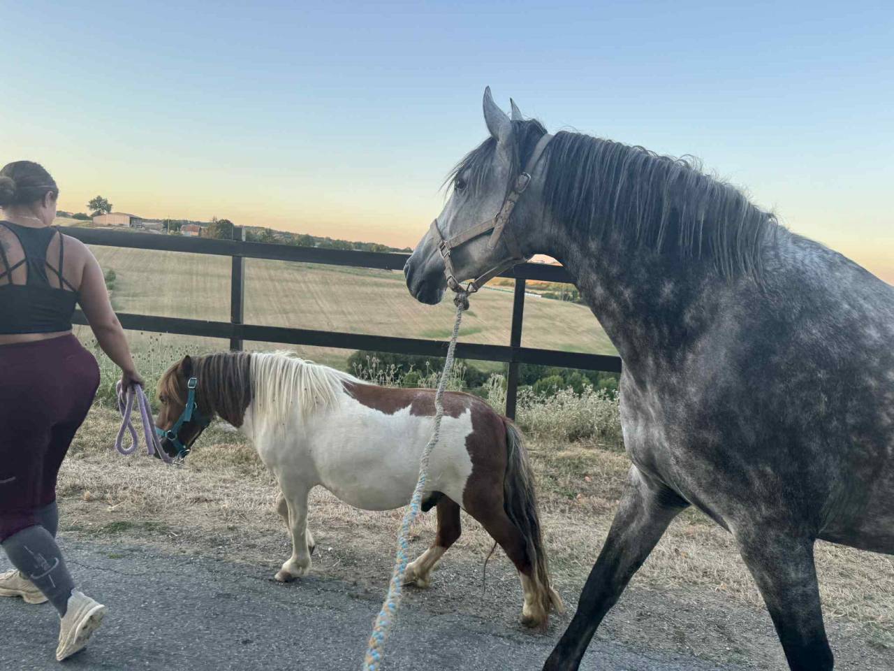 Pensions Bien-&Ecirc;tre &ndash; Haras de l&rsquo;Esperanza (31230 Cazac)