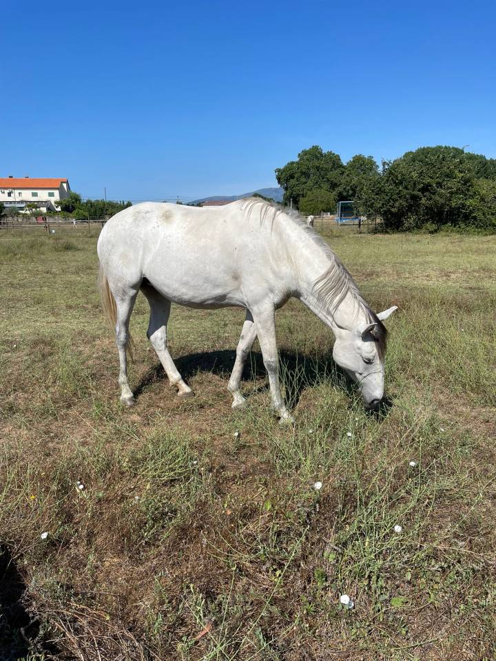 Olivia, grande soeur, cherche prairie verdoyante