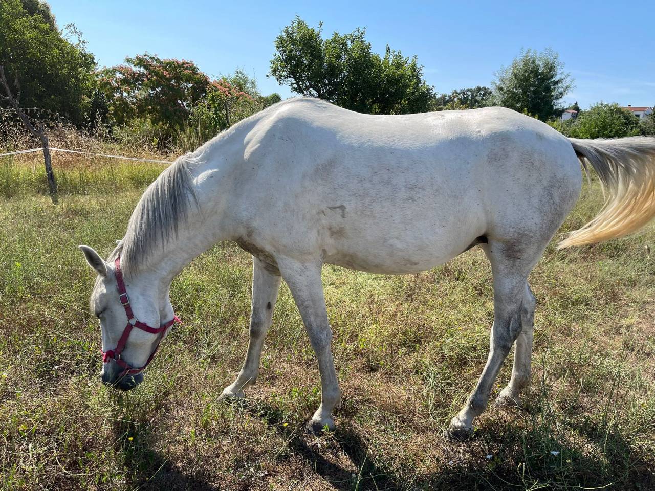 Olivia, grande soeur, cherche prairie verdoyante