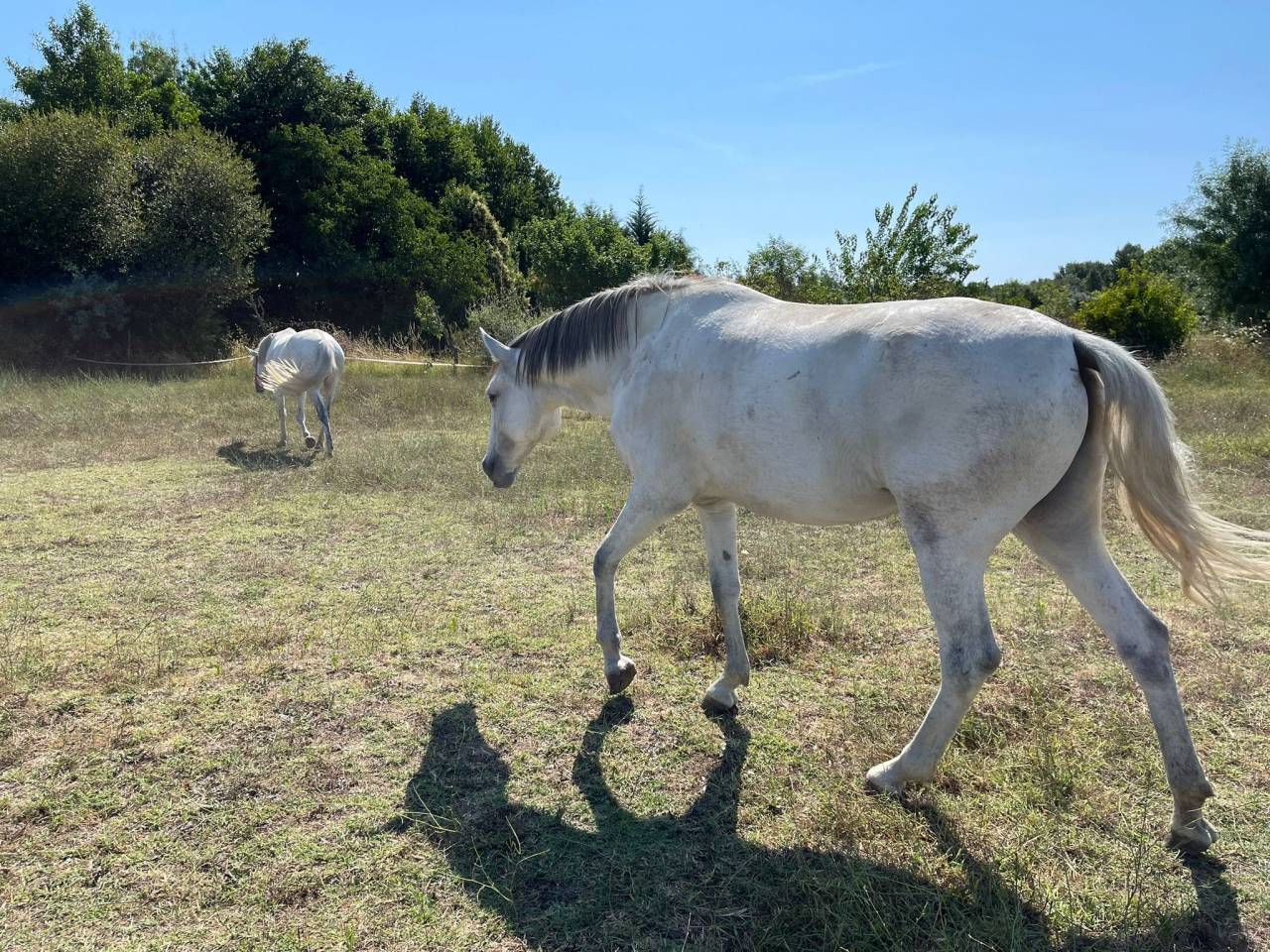 Pilar, d'une rare beauté, cherche nouvelle prairie