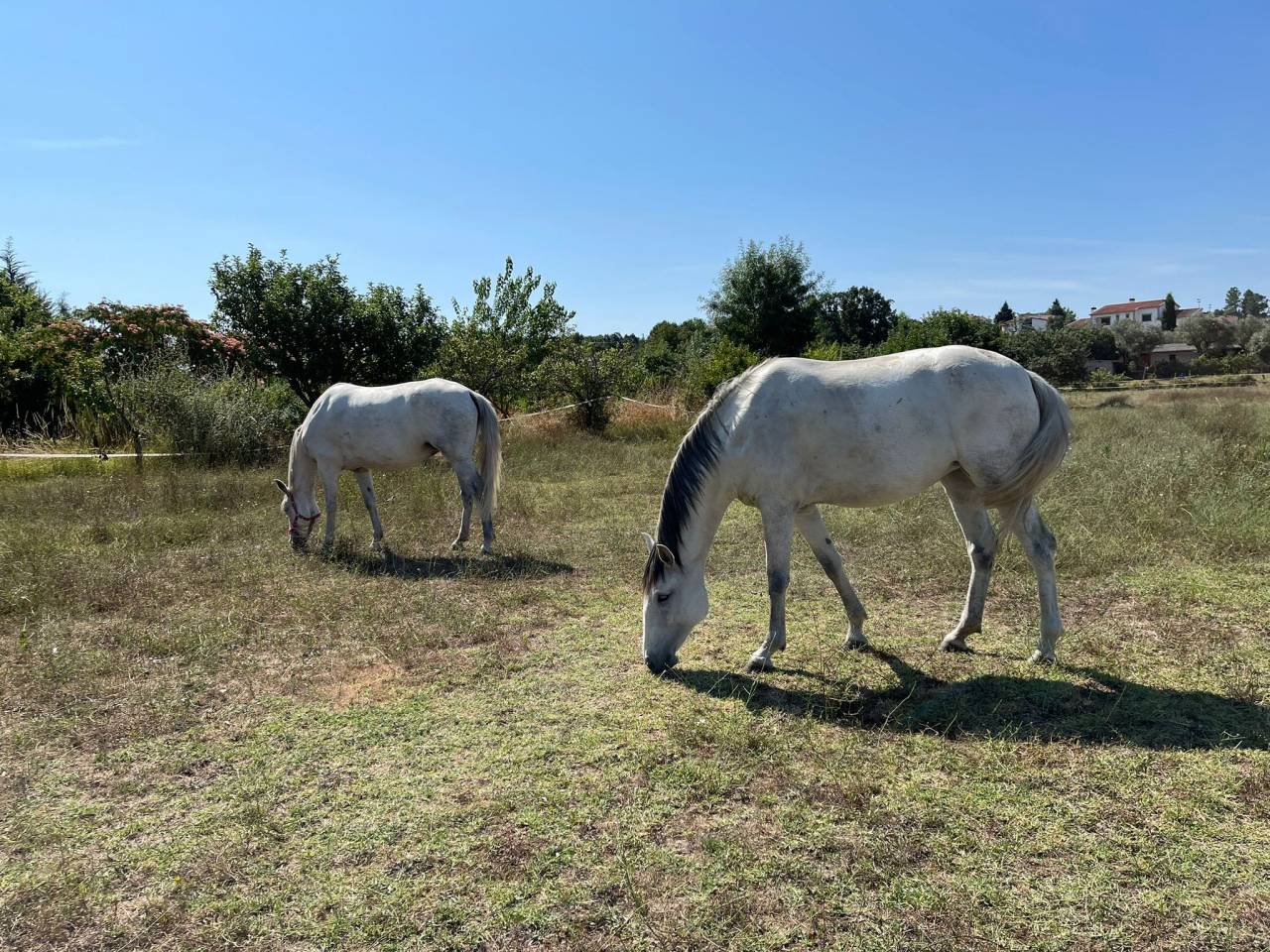 Pilar, d'une rare beauté, cherche nouvelle prairie