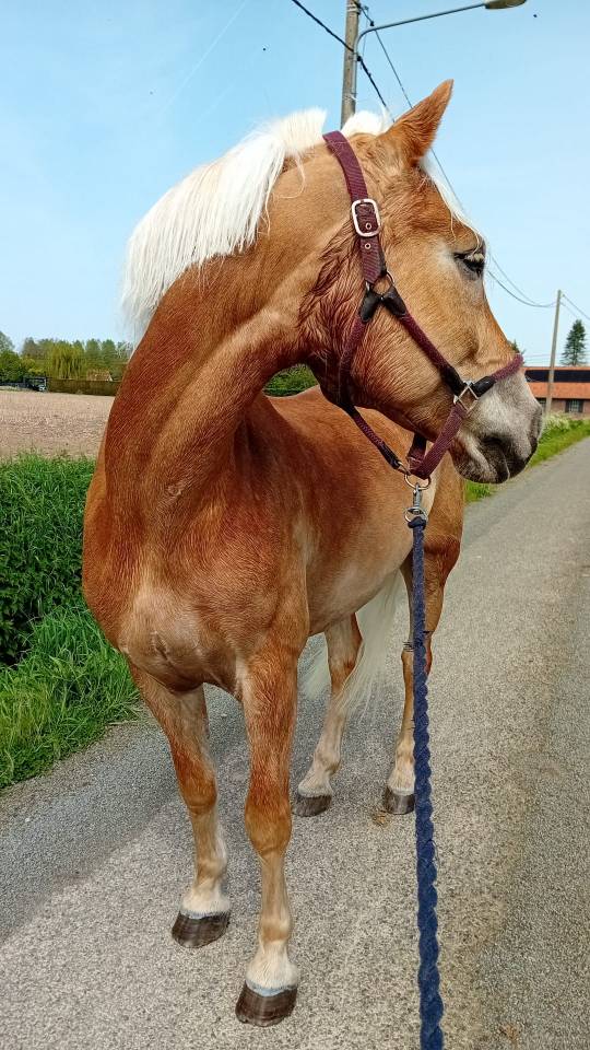 Poney pour competition