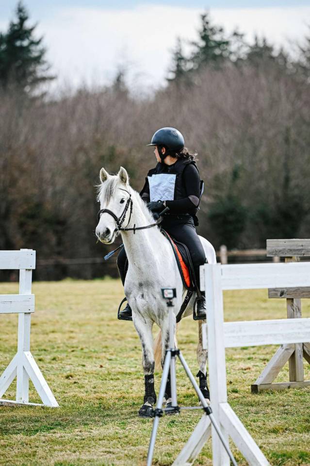 Poney à vendre - Connemara de 4 ans 