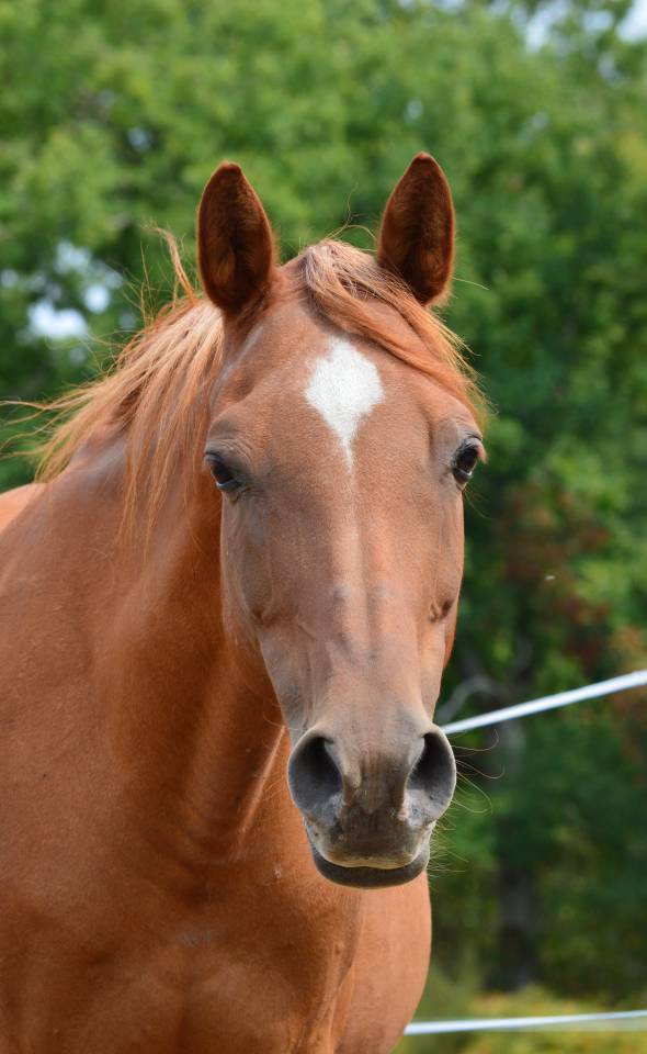 Ponette pour pré retraite/retraite 