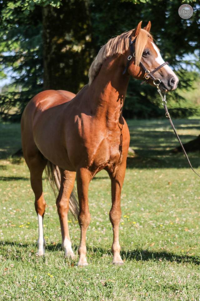 Pouliche 2025 Welsh Pony sect B - Excellentes Origines