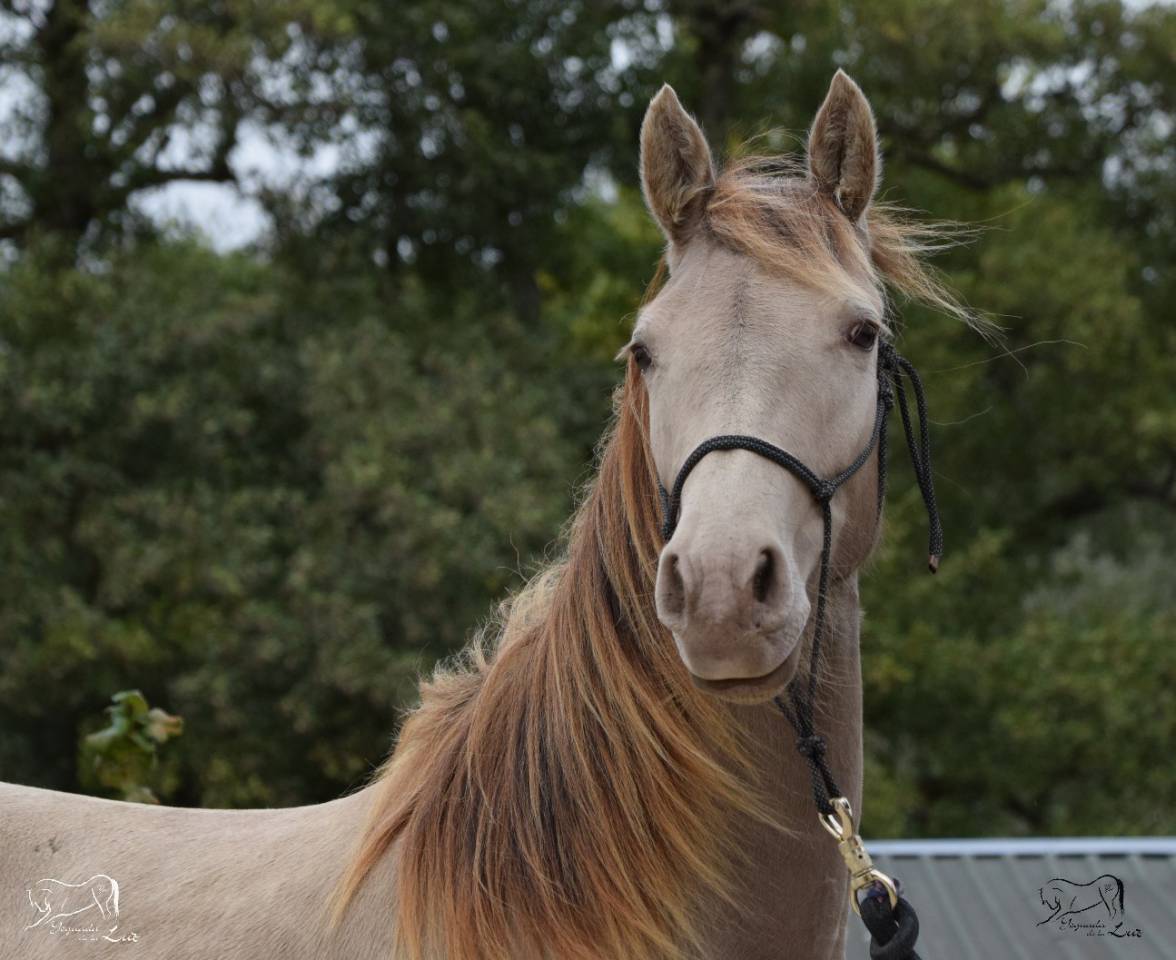 Joy de la Luz, Pouliche Champagne avec origines, 2 ans
