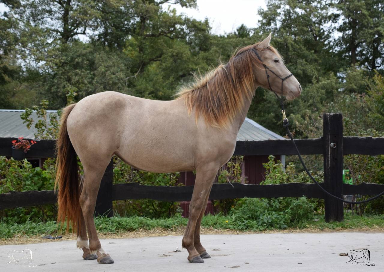 Joy de la Luz, Pouliche Champagne avec origines, 2 ans