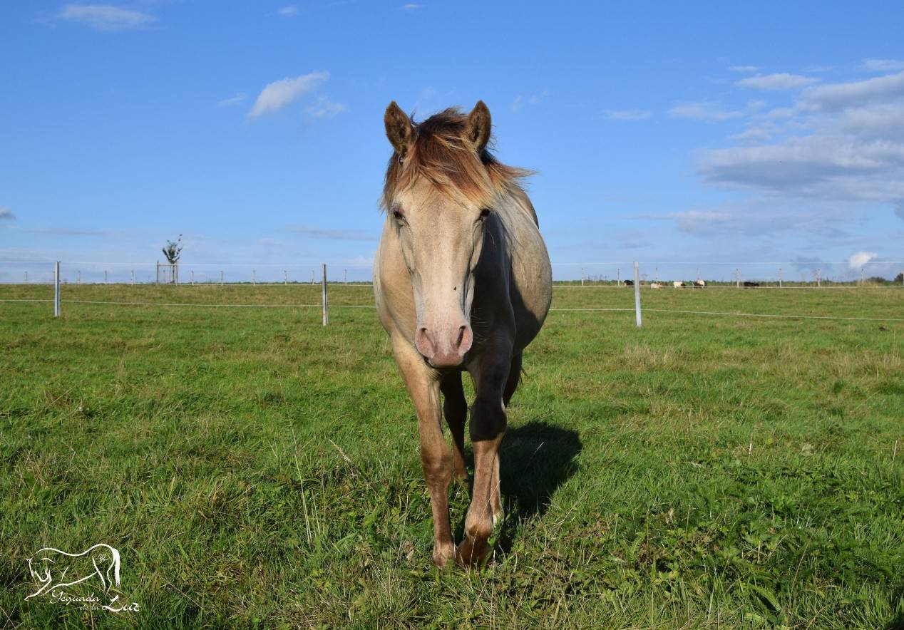 Joy de la Luz, Pouliche Champagne avec origines, 2 ans