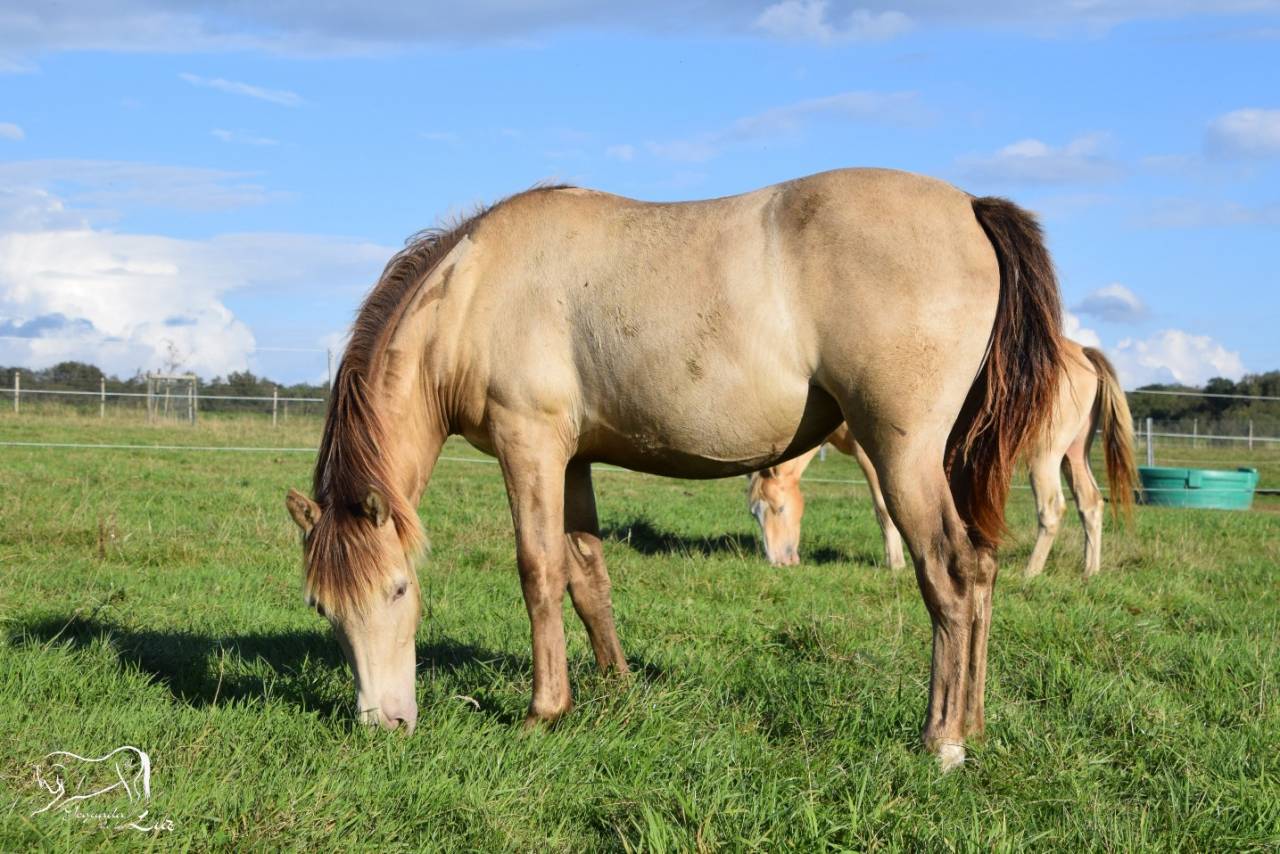 Joy de la Luz, Pouliche Champagne avec origines, 2 ans