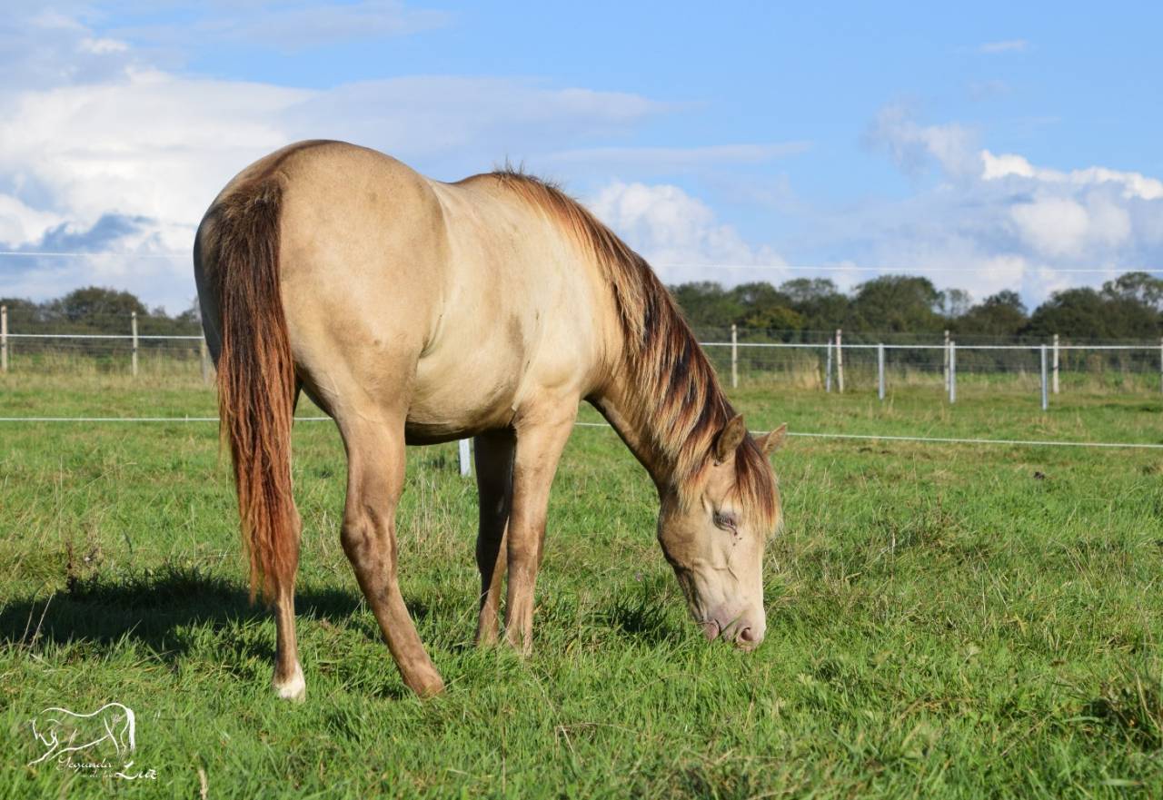 Joy de la Luz, Pouliche Champagne avec origines, 2 ans