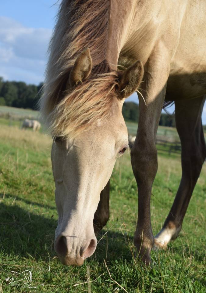 Joy de la Luz, Pouliche Champagne avec origines, 2 ans