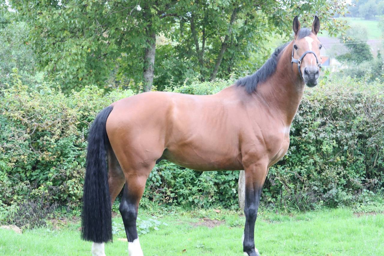 &Eacute;talon, rare fils de Vivaldo 