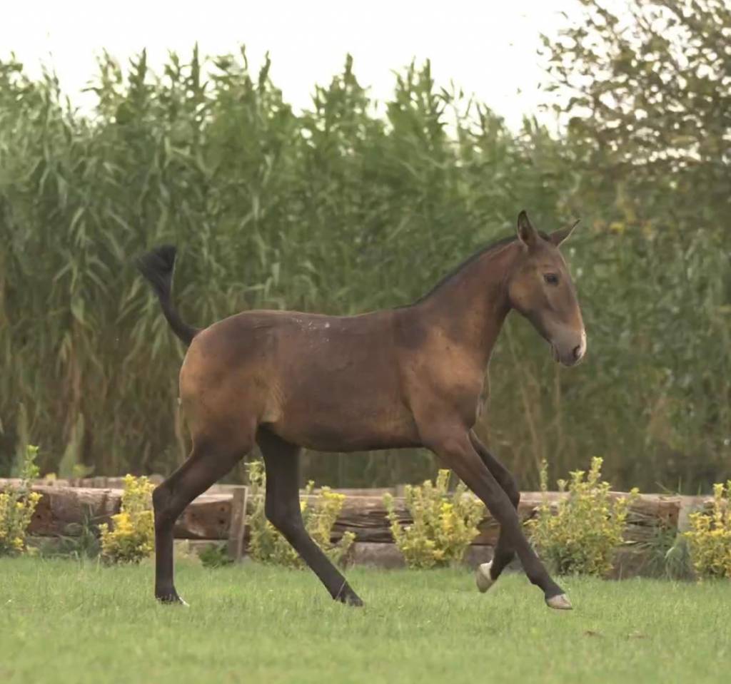 Pouliche lusitanienne 