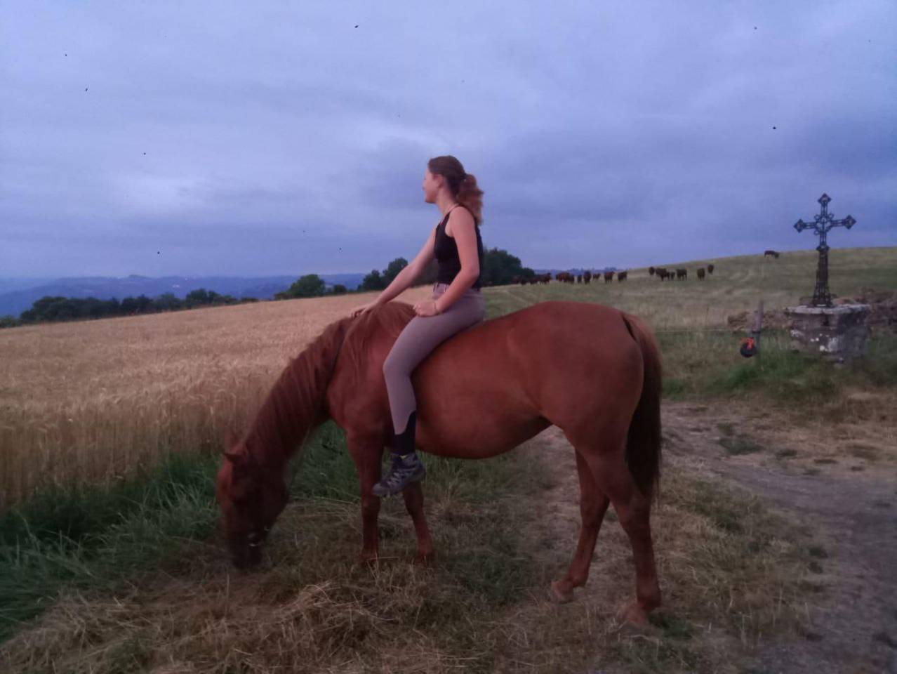 Jument alezane origine Arabe