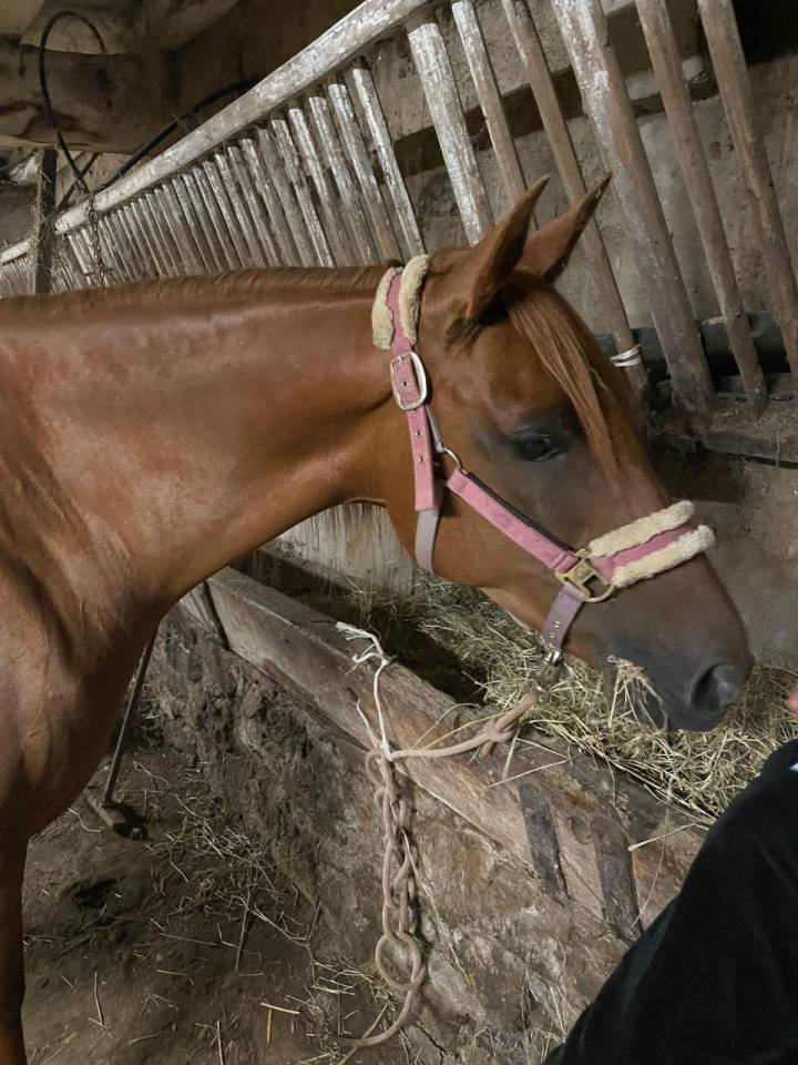 Jument alezane origine Arabe