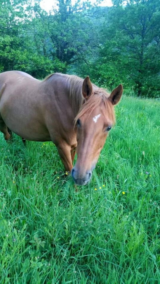 Jument alezane origine Arabe