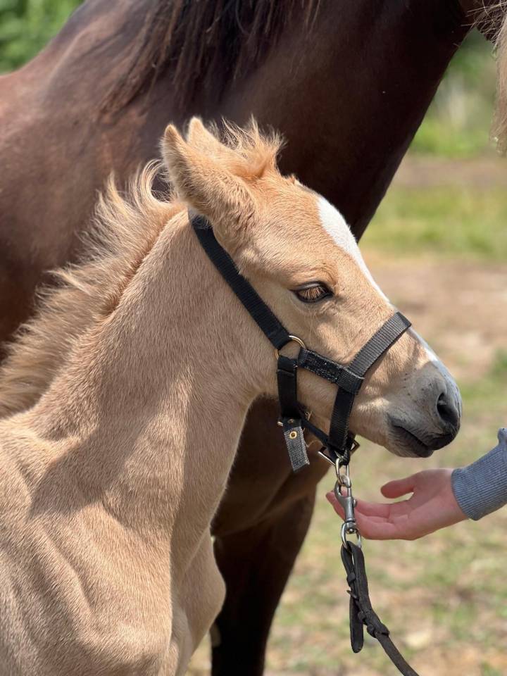 Poney palomino,issus d'une lignée prestigieuse