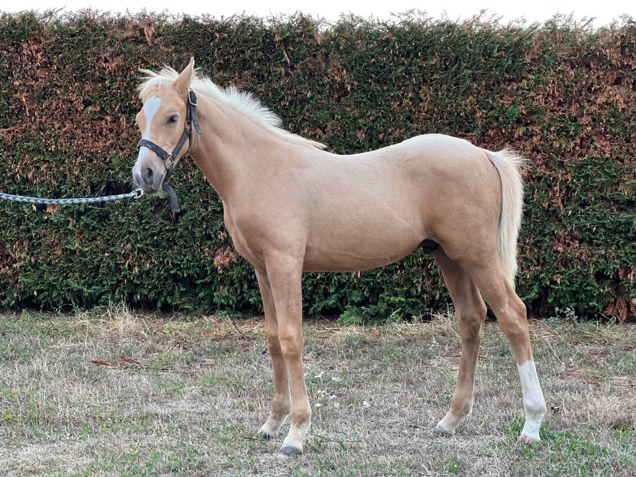 Poney palomino,issus d'une lignée prestigieuse