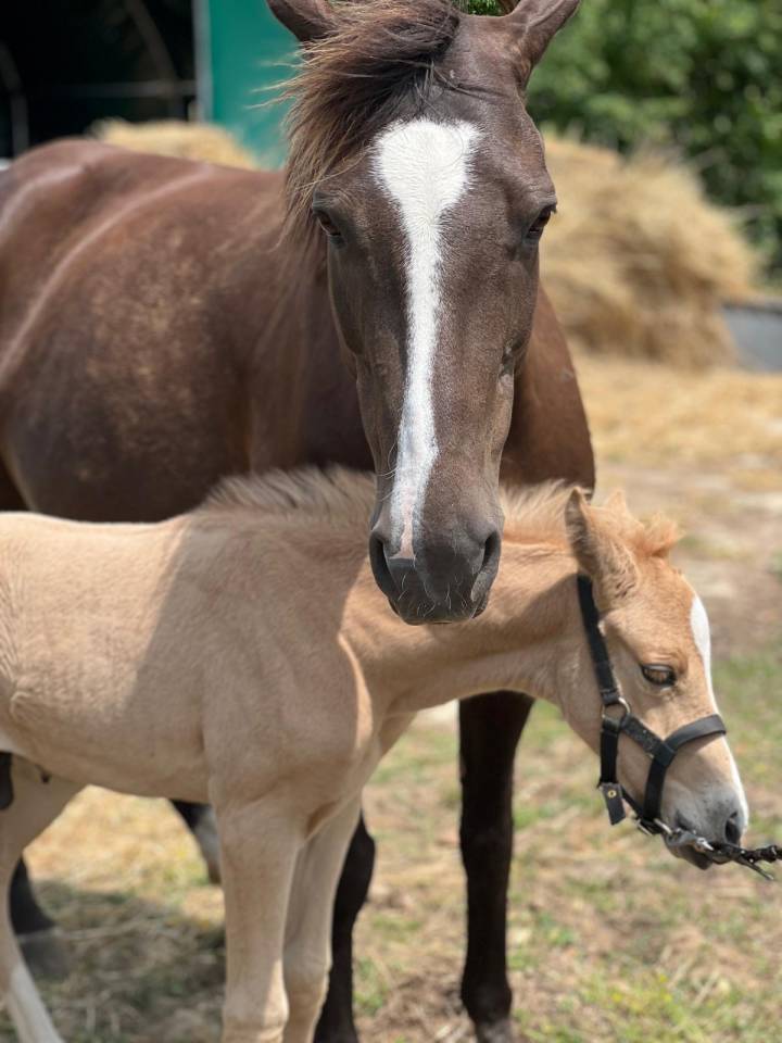 Poney palomino,issus d'une lignée prestigieuse