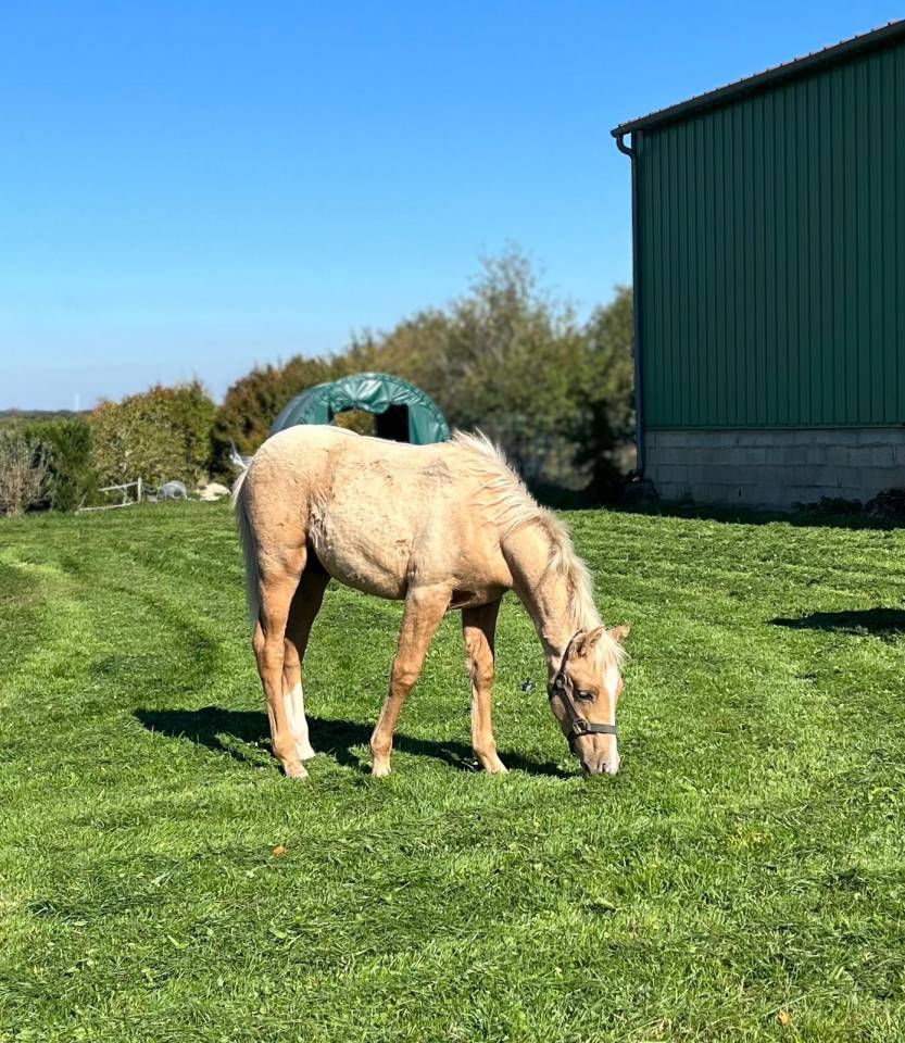 Poney palomino,issus d'une lignée prestigieuse