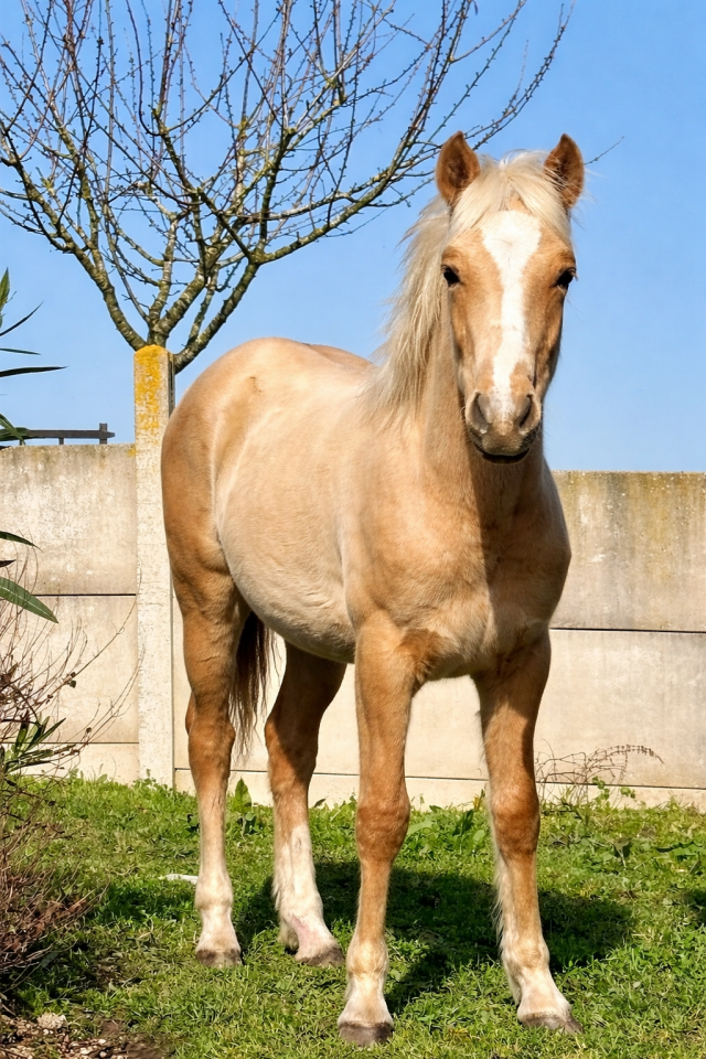 Poney palomino,issus d'une lign&eacute;e prestigieuse