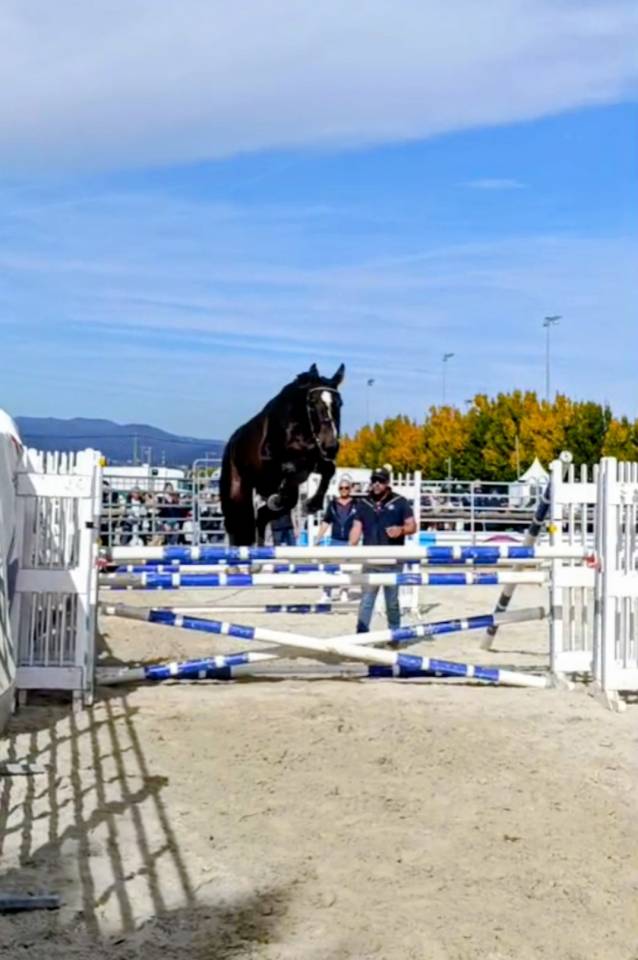 Jument de sport selle français 3 ans