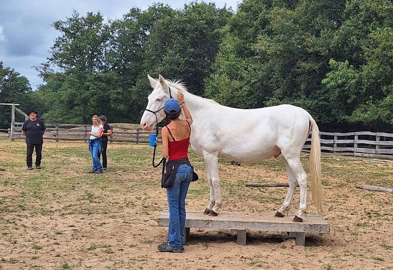 Enseignante d'equitation relationnelle