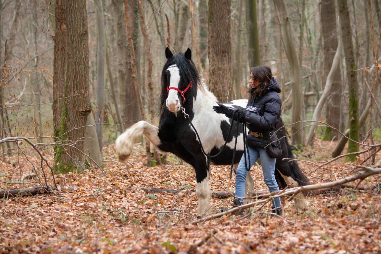 Enseignante d'equitation relationnelle
