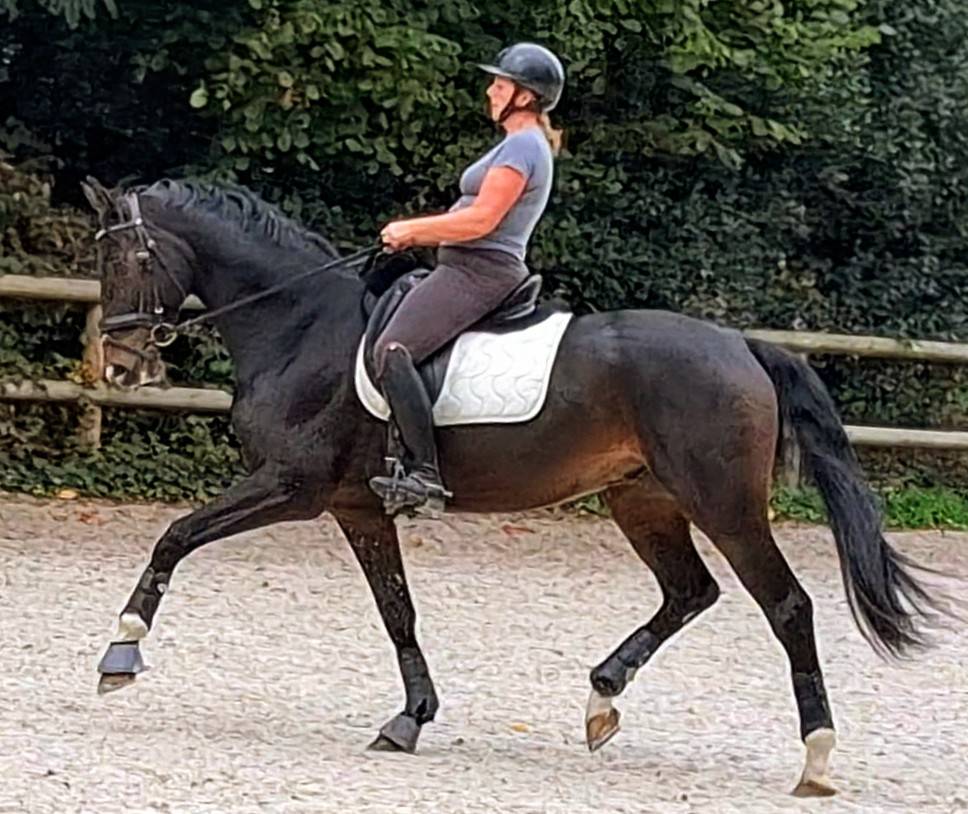 Hongre 6ans dressage 