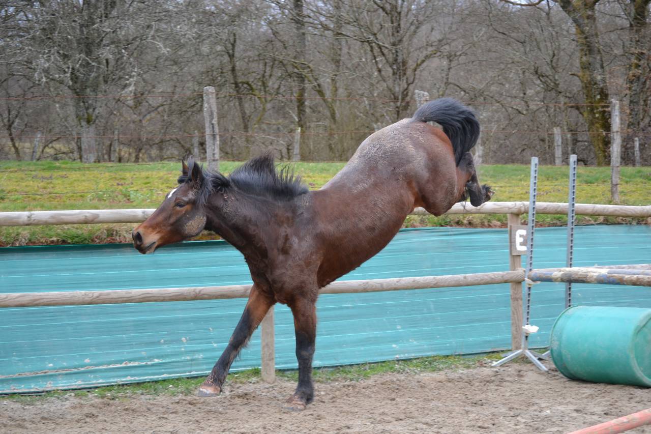 Connemara PP - 1m53 - 4 ans