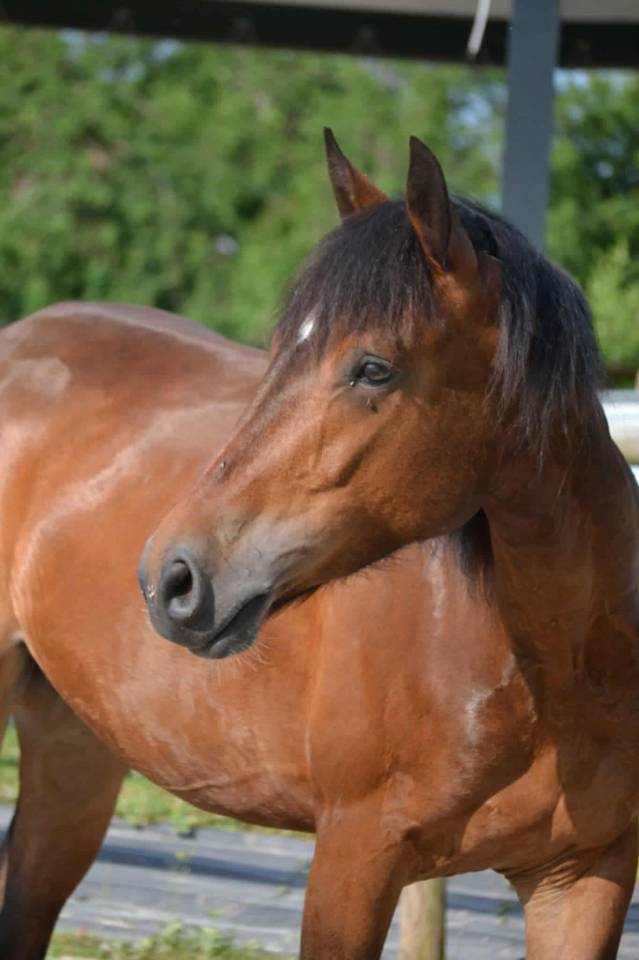 Connemara PP - 1m53 - 4 ans