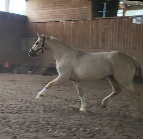 Rare:jument 5ans palomino top origines dressage/jumping