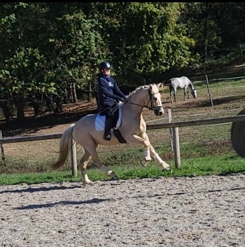 Rare:jument 5ans palomino top origines dressage/jumping