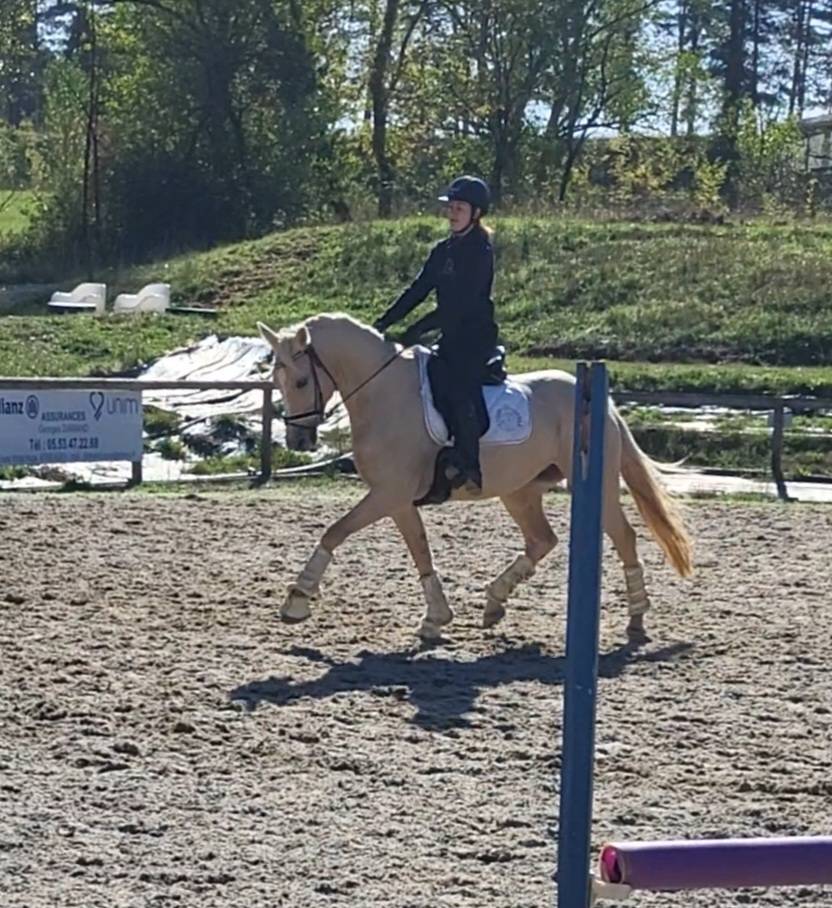Rare:jument 5ans palomino top origines dressage/jumping