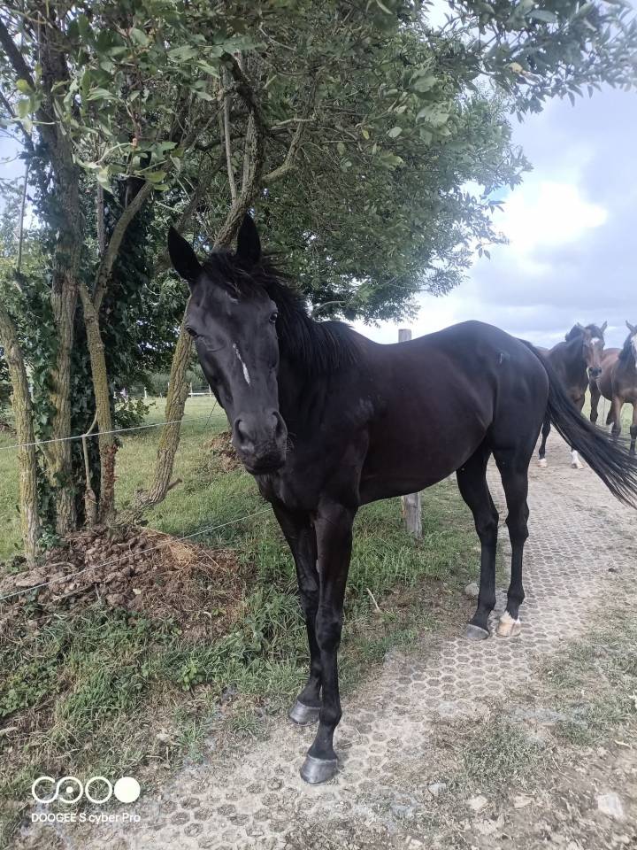 Poulinière hors course