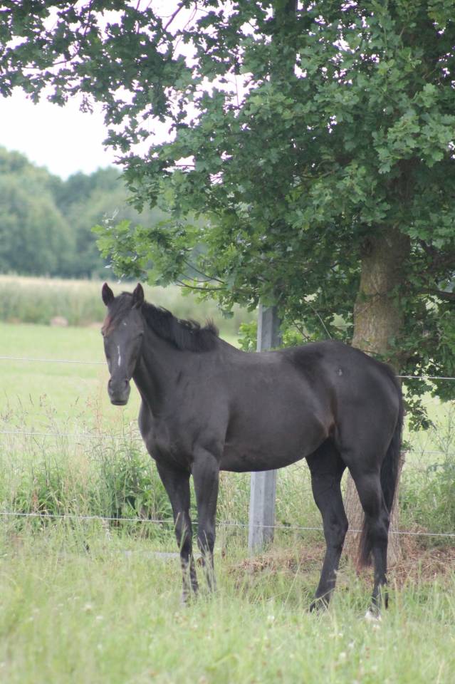 Poulinière hors course