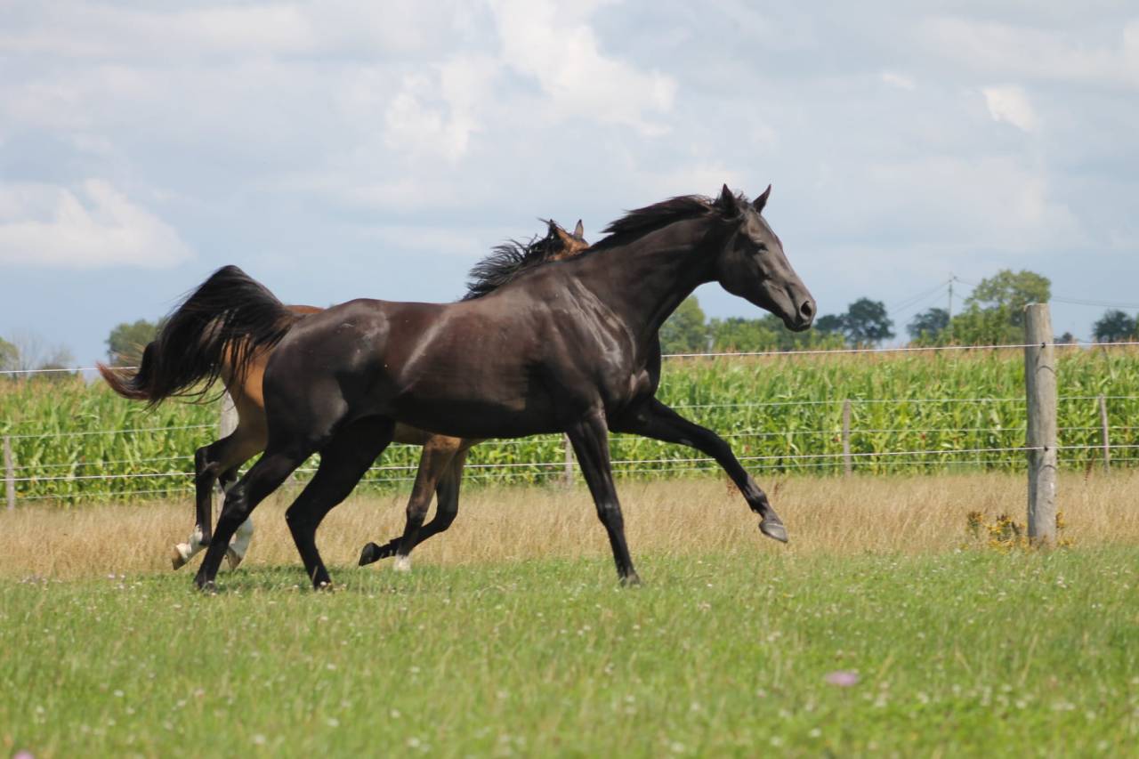 Poulinière hors course