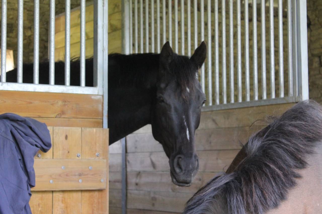 Poulinière hors course